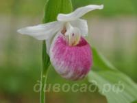 16.06 - cypripedium Reginae
