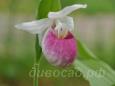 16.06 - cypripedium Reginae