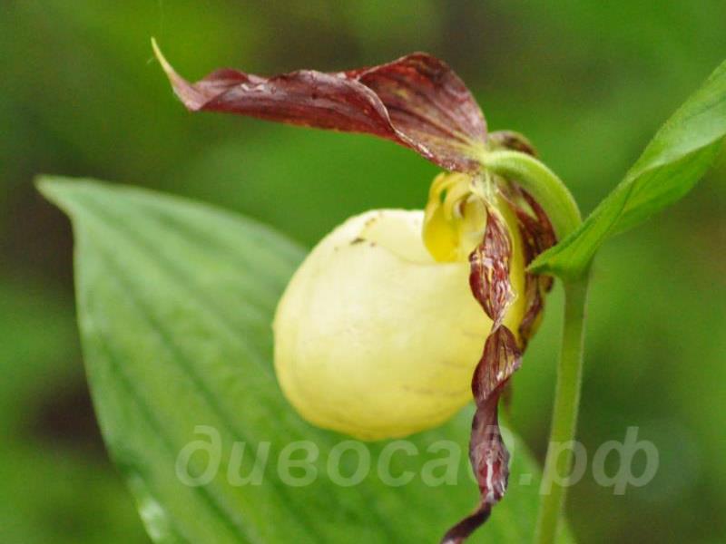 28.06 - cypripedium kentuckiense