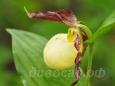 28.06 - cypripedium kentuckiense