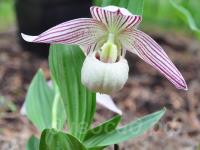 �������� ��������