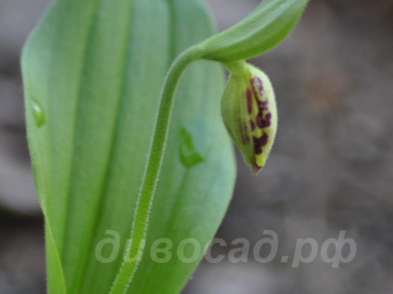 ������� �������� ���������