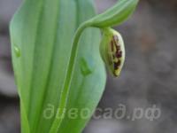 ������� �������� ���������